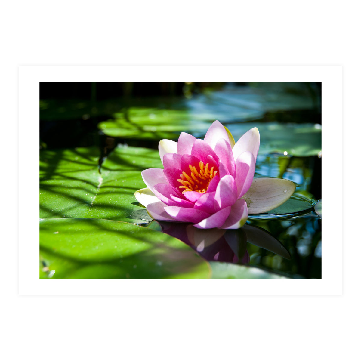 Waterlilie (Print Only)