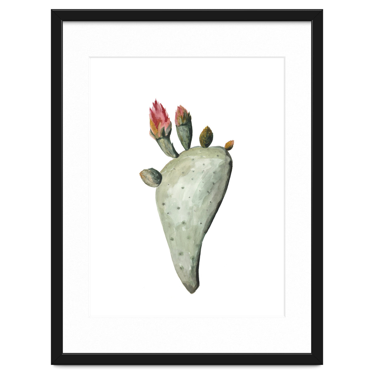 Botanical Illustration Cactus Flowers