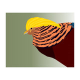 Golden Pheasant Bird Art (Print Only) thumbnail