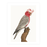 Cc Birds 02 (Print Only) thumbnail