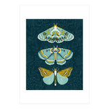 Lepidoptery8 (Print Only) thumbnail