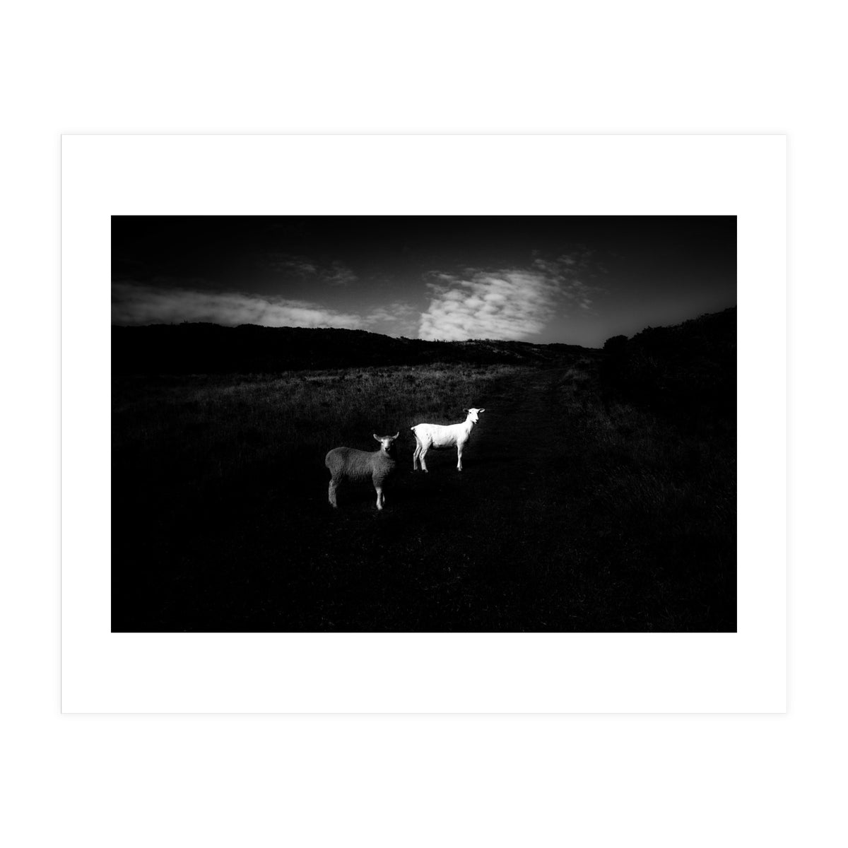 black and white (Print Only)