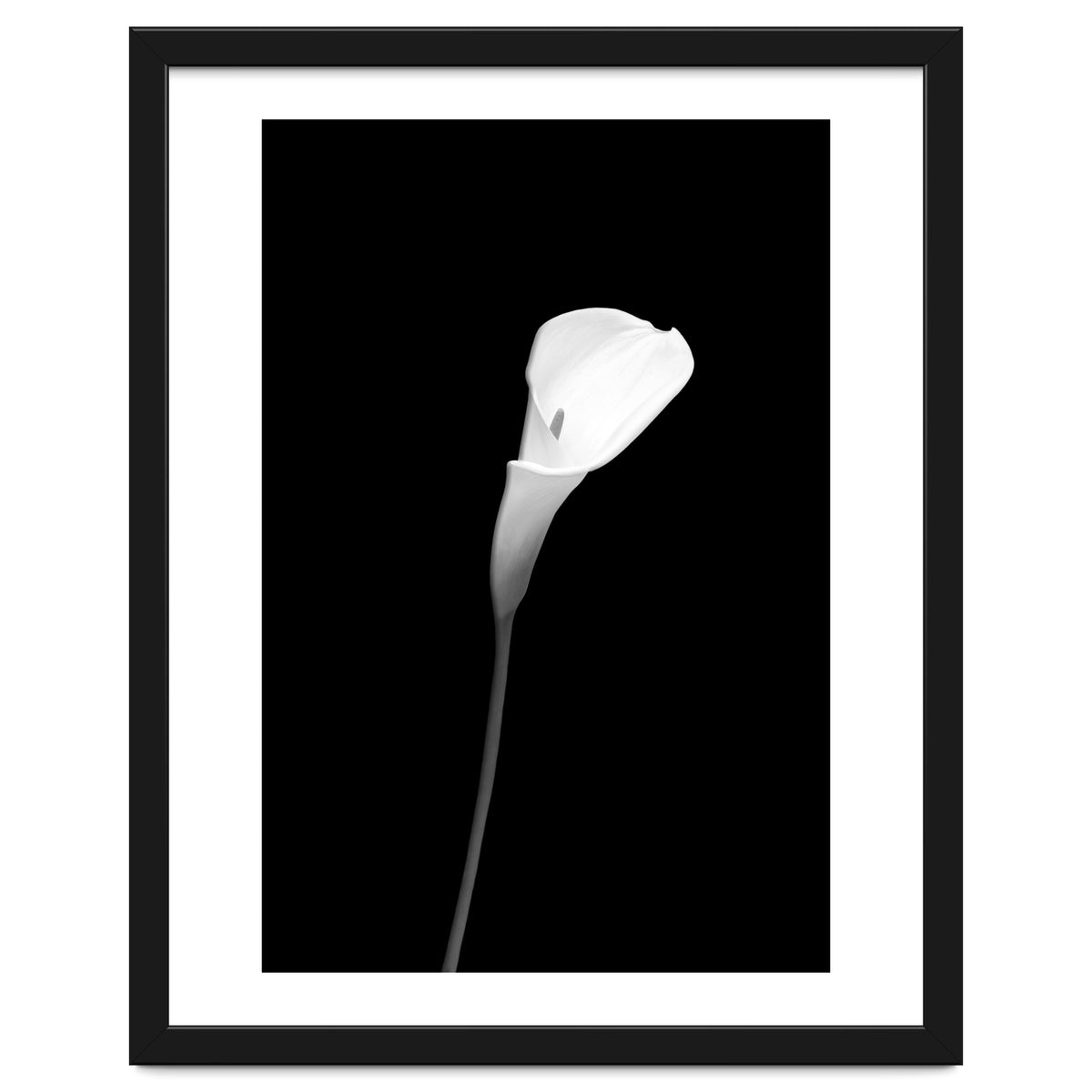 Calla | dark design