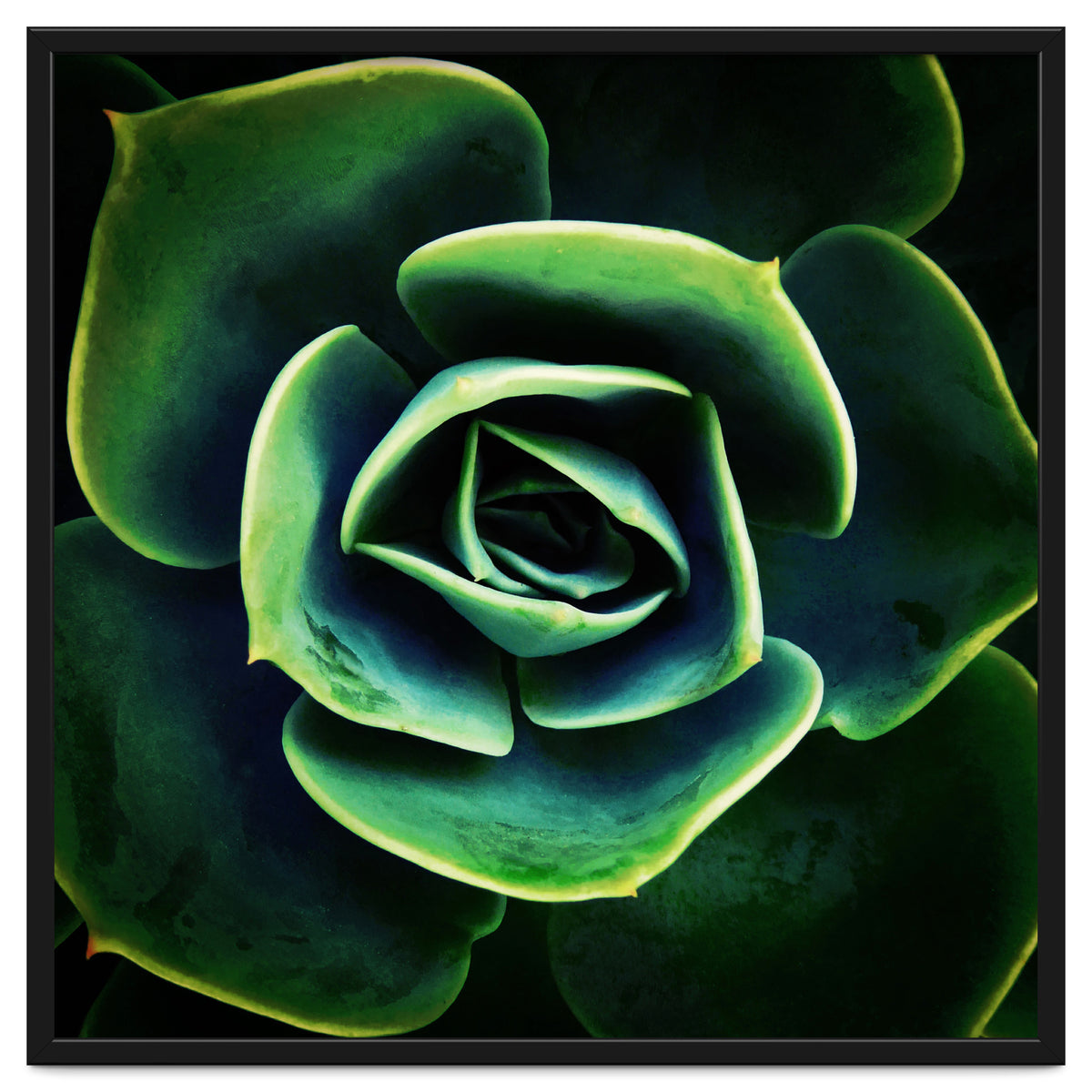 DARKSIDE OF SUCCULENTS XIV