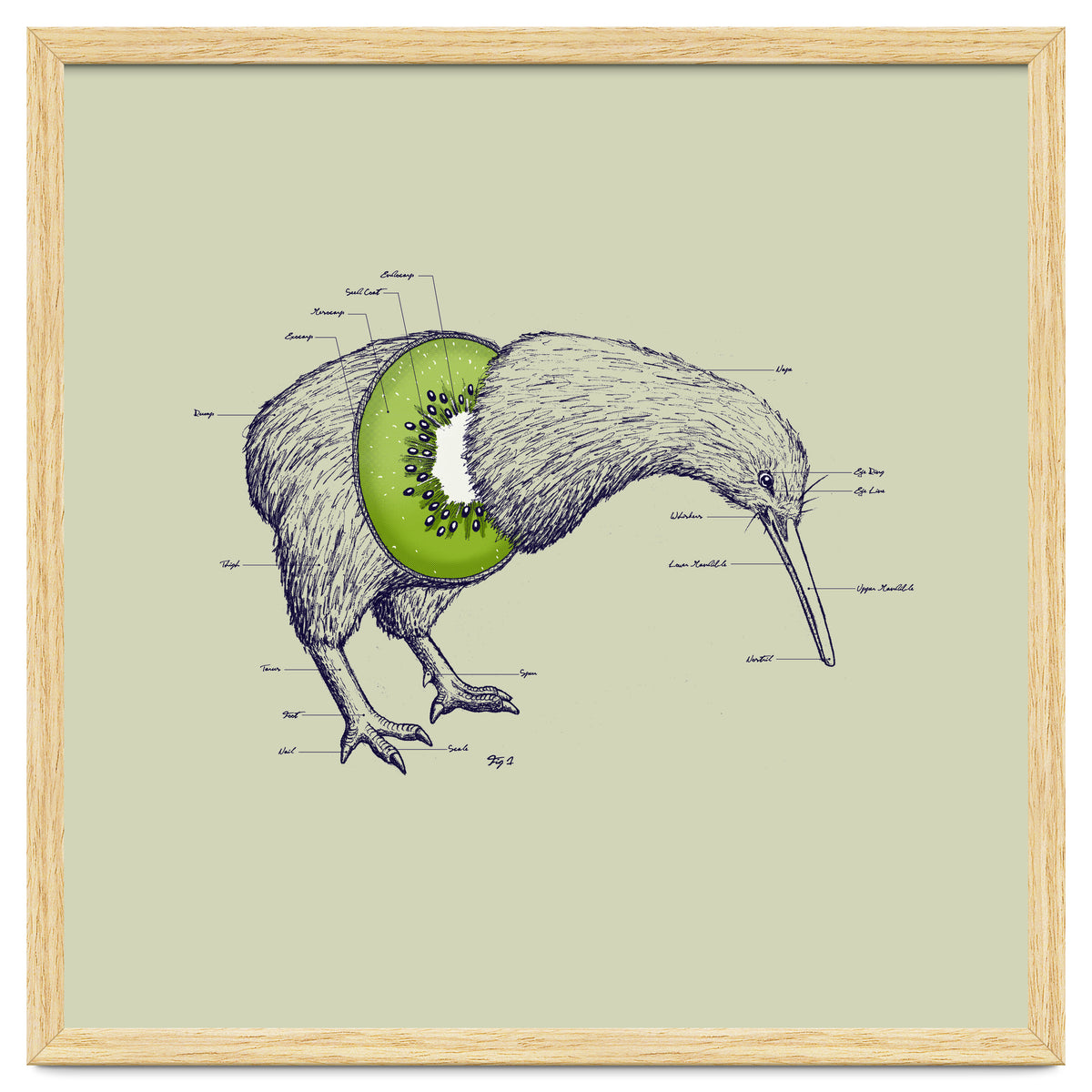 Kiwi Anatomy