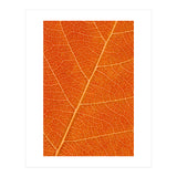 Autumn Leaf (Print Only) thumbnail
