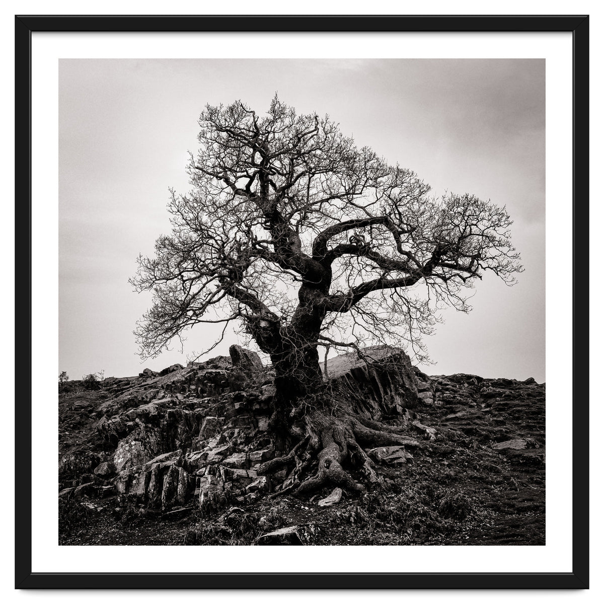 Gnarled Tree