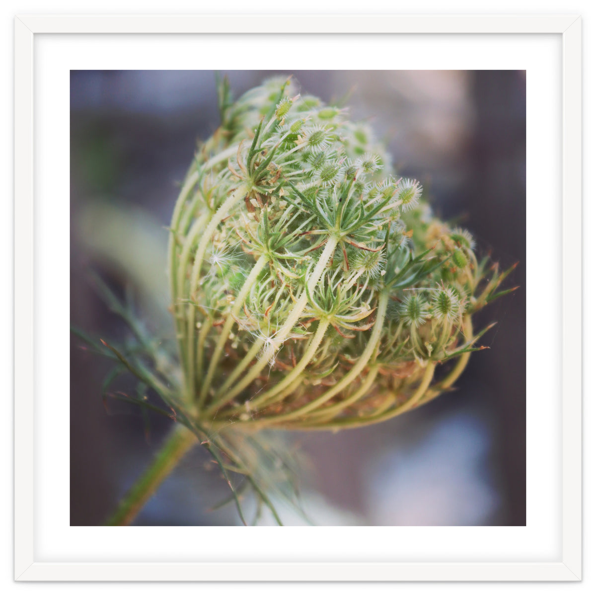 Seed head