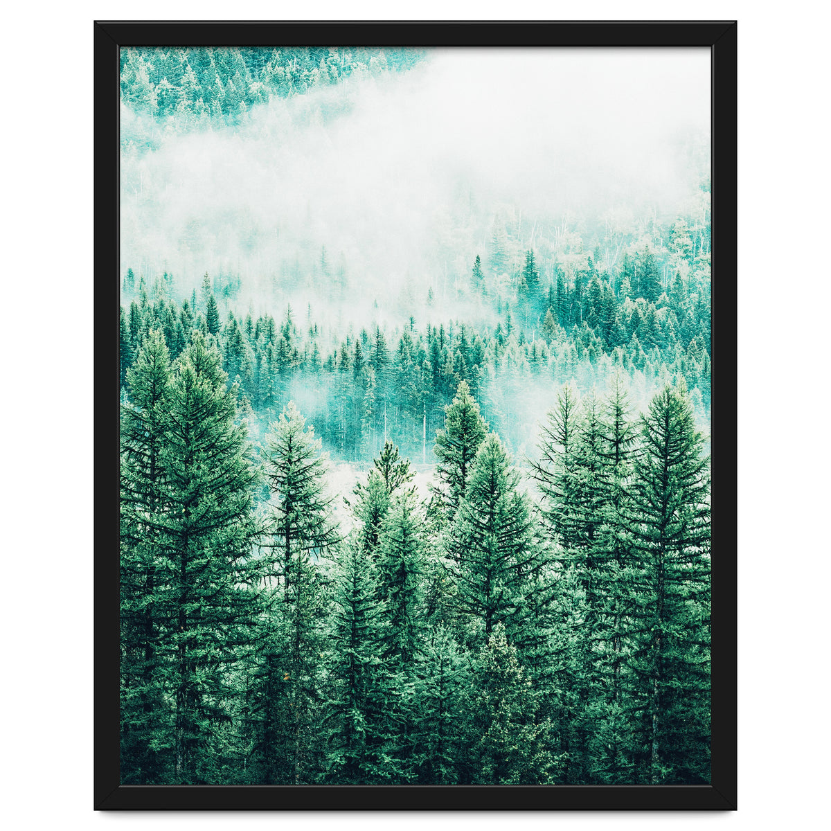 Forest And Fog