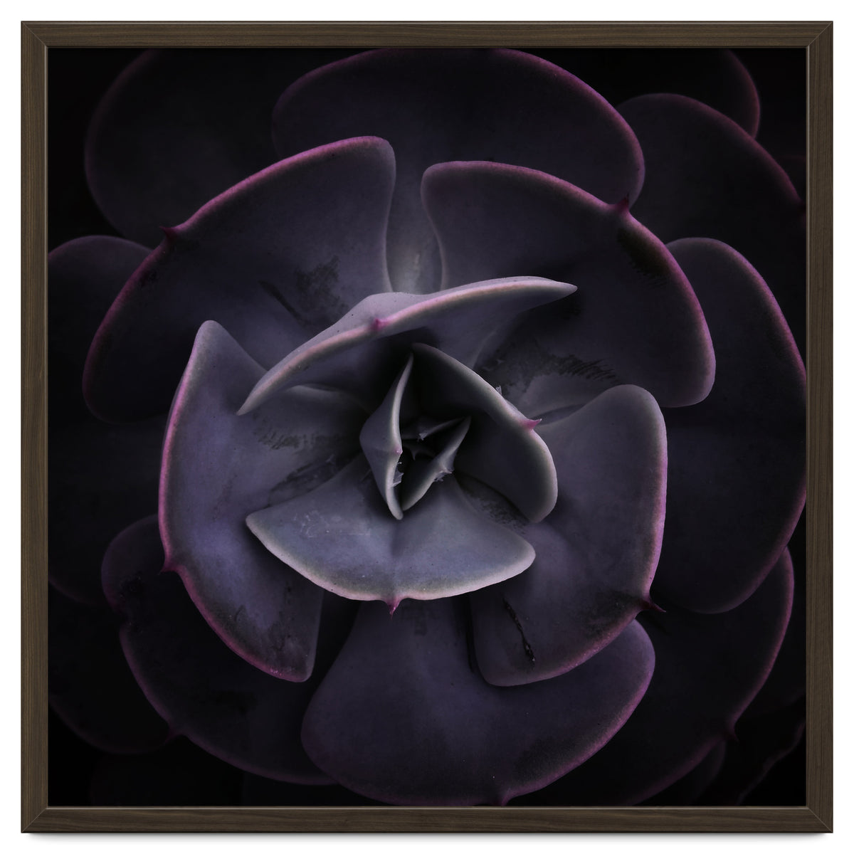 DARKSIDE OF SUCCULENTS VIII