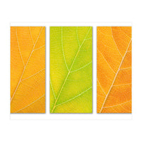 Autumn Leaves (Print Only)