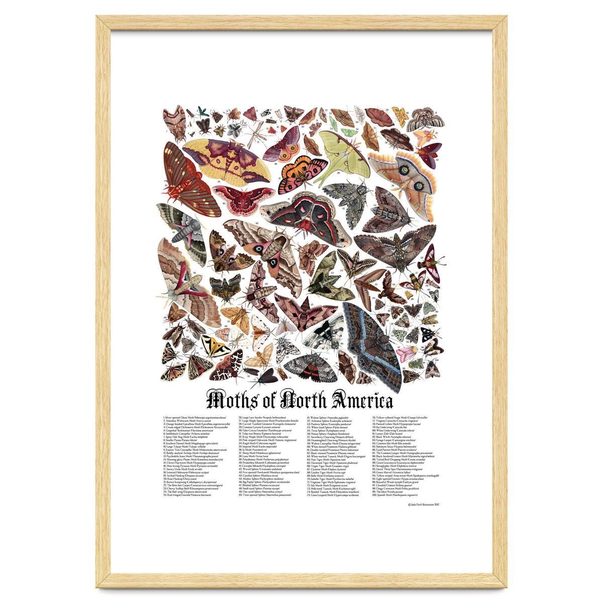 Moths of North America