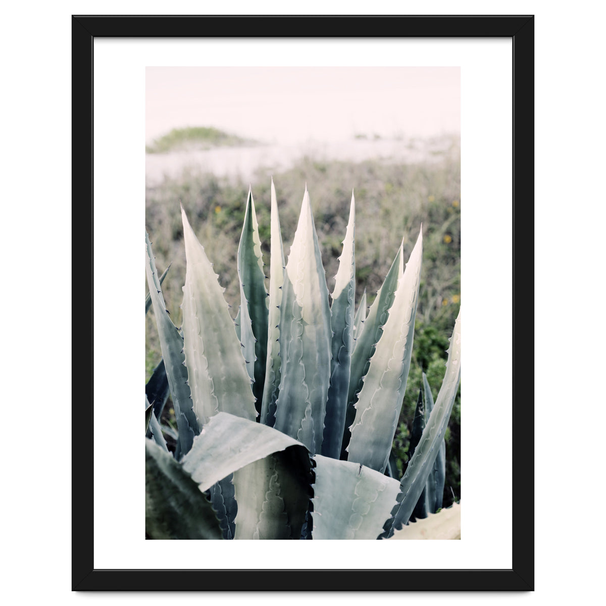 Pale Agave