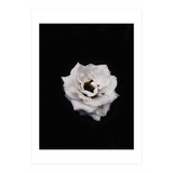 White Rose (Print Only) thumbnail