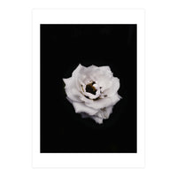White Rose (Print Only)
