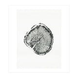 Tree Ring Print, Albion Basin, Utah, Pine Tree Print (Print Only) thumbnail