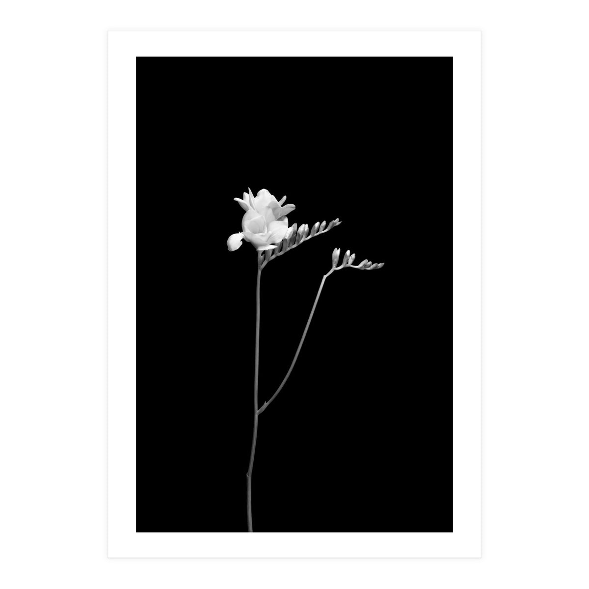 Freesia | dark design  (Print Only)
