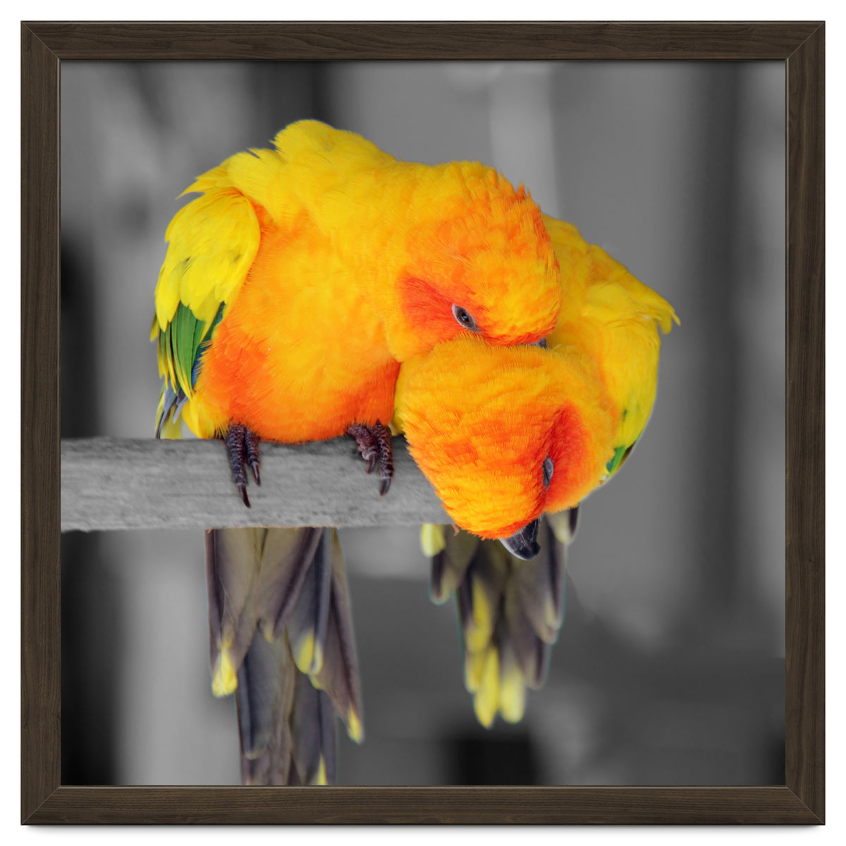 Two sun conures