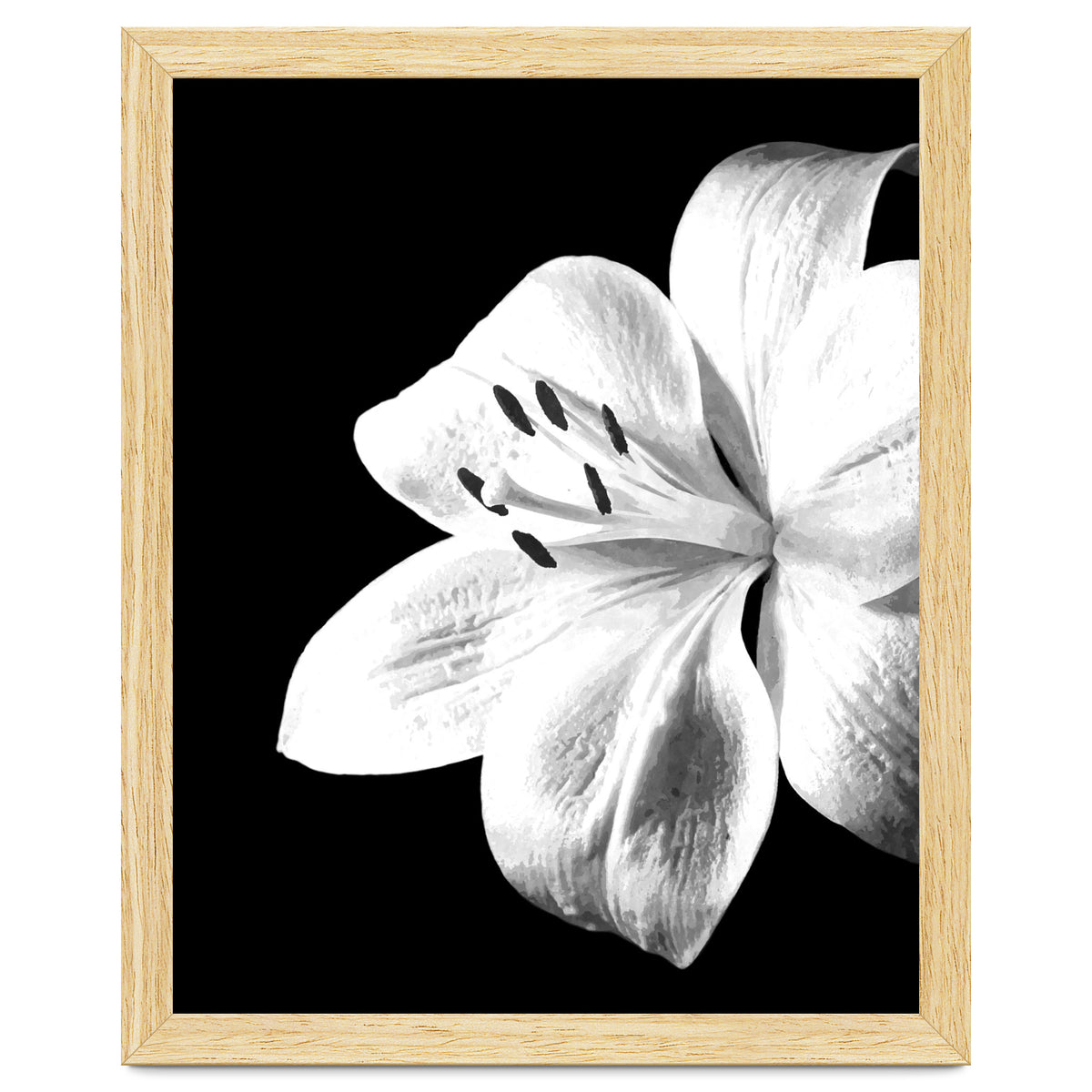 White Lily Black Background