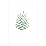 Botanical Illustration Fern (Print Only) thumbnail