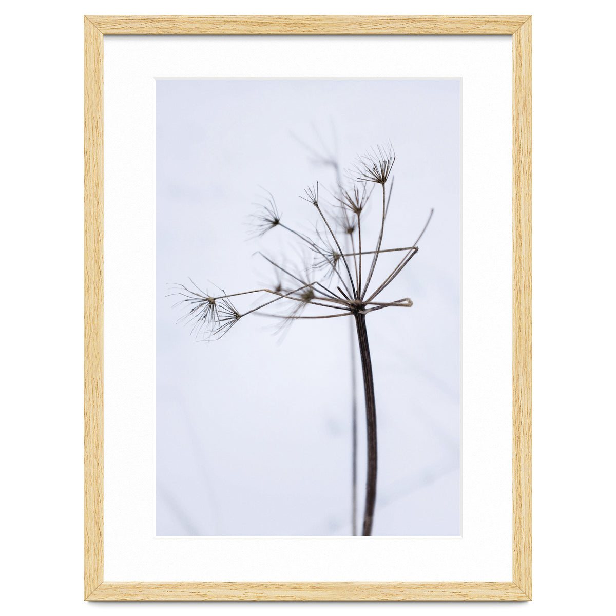 Wildflower in Winter