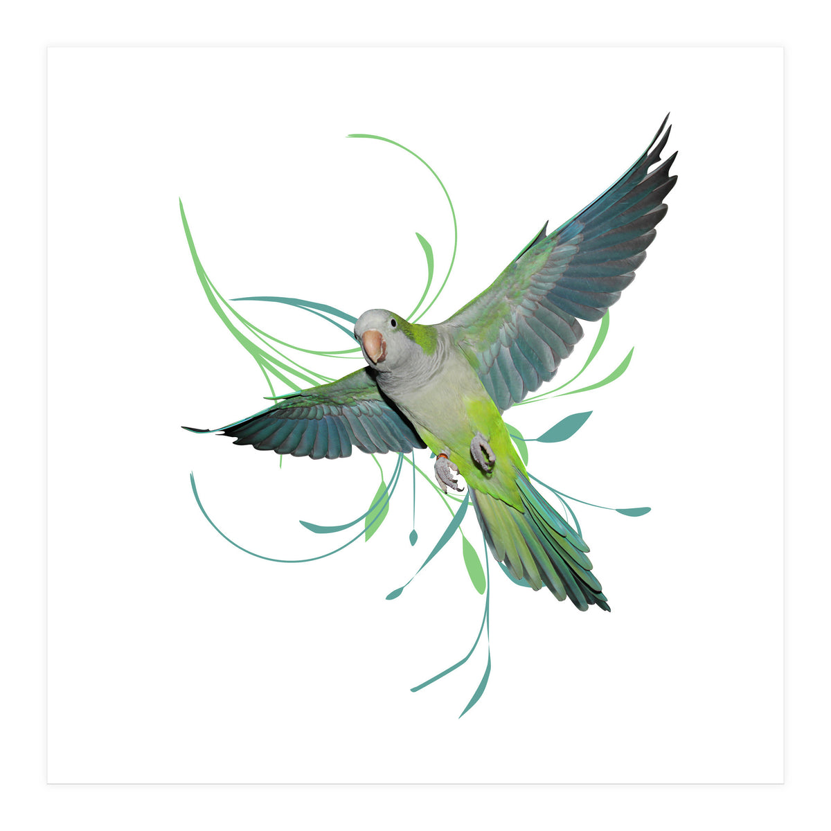 Flying quaker parrot (Print Only)