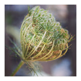 Seed head (Print Only) thumbnail