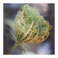 Seed head (Print Only)