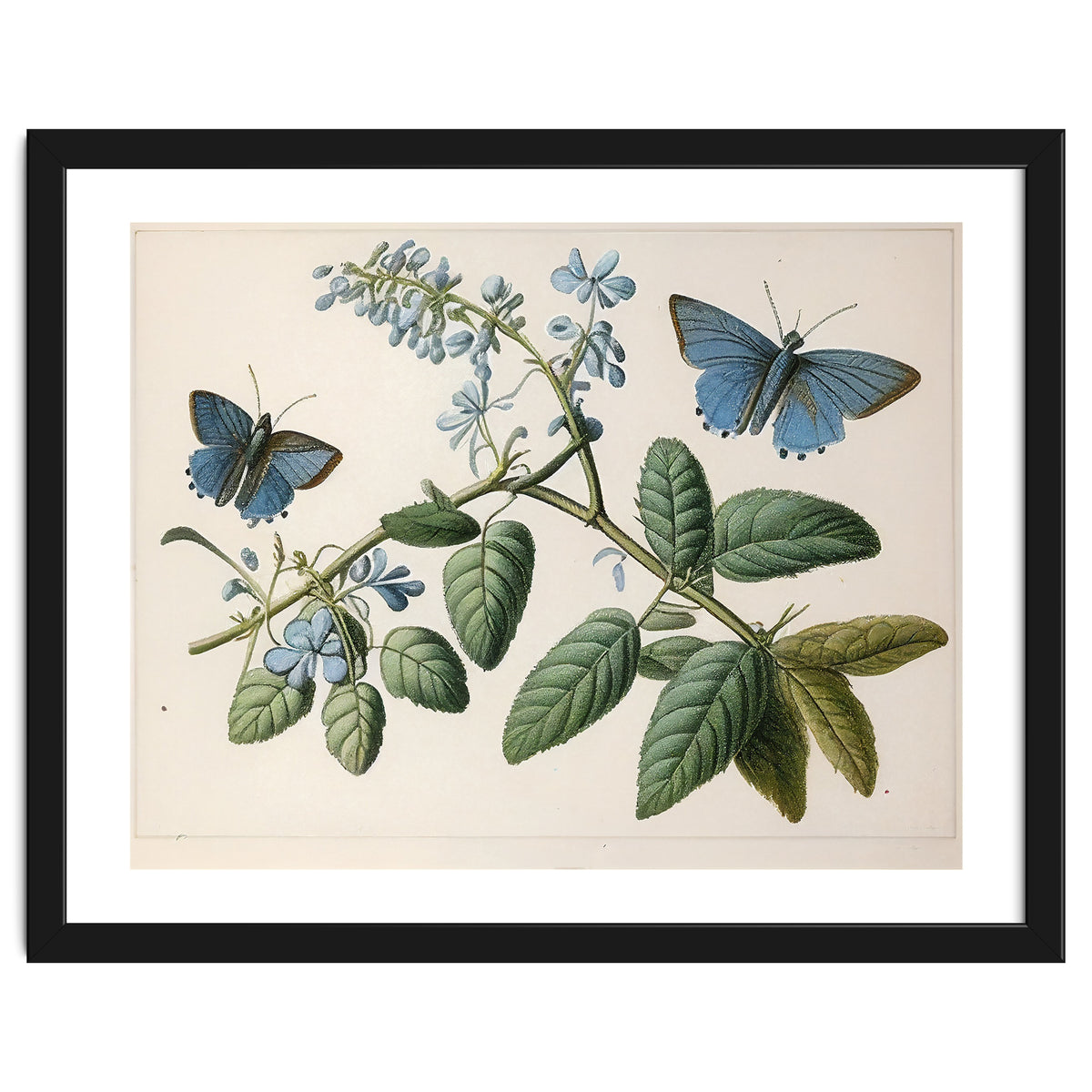 Butterflies Vintage Illustration
