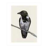 Hooded crow watercolor (Print Only) thumbnail