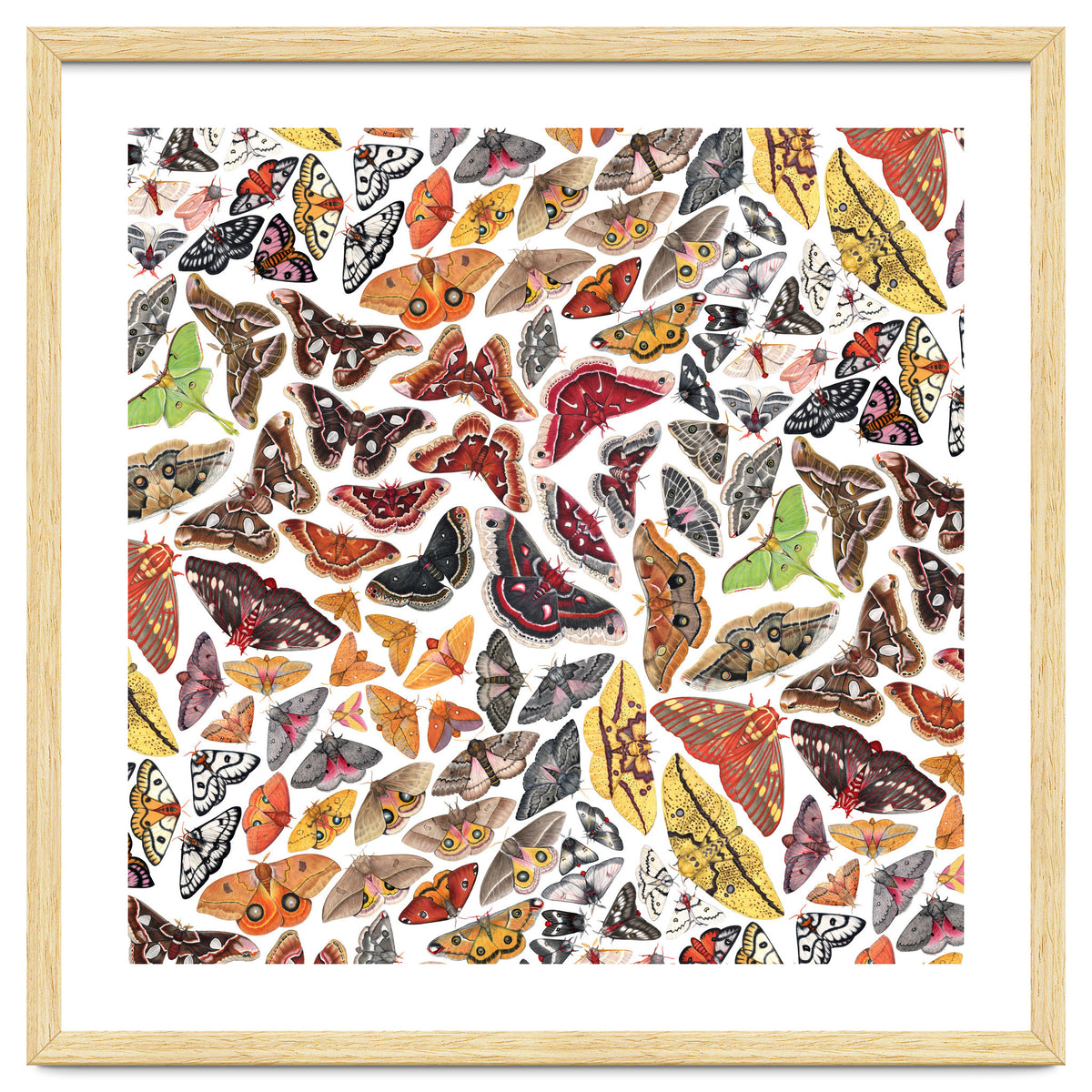 Saturniid Moths of North America Pattern