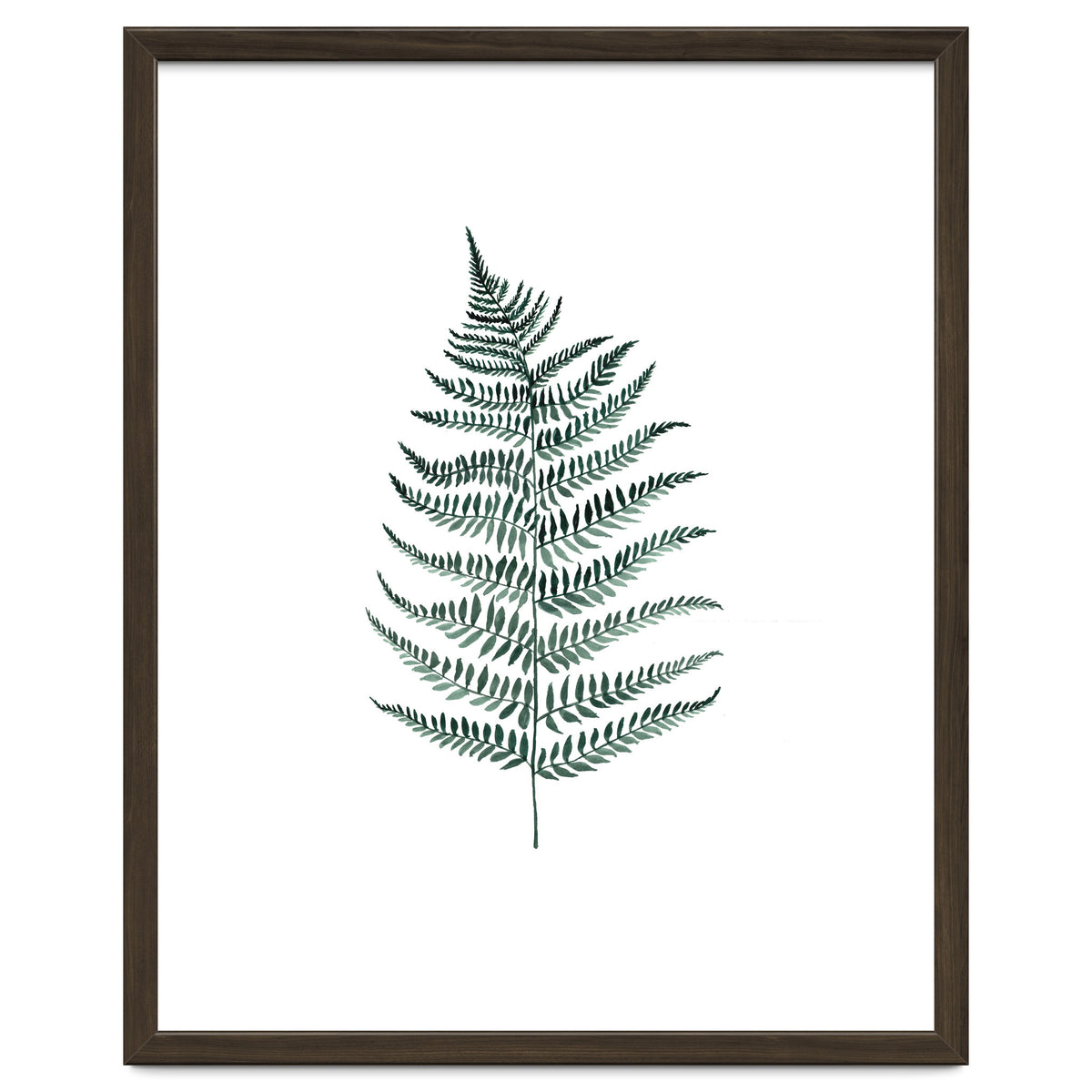 Botanical Illustration Silverfern