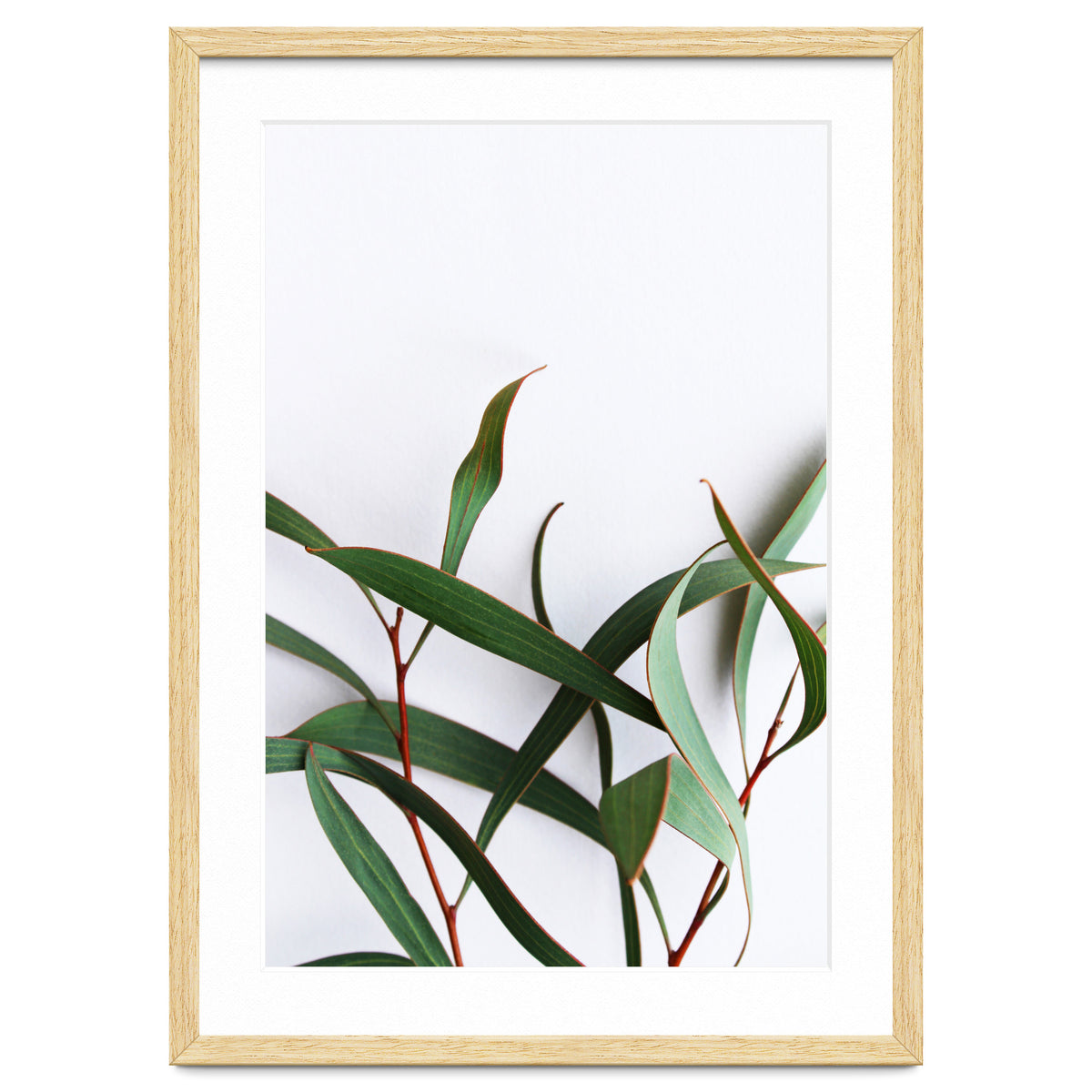 Green Eucalyptus leaves