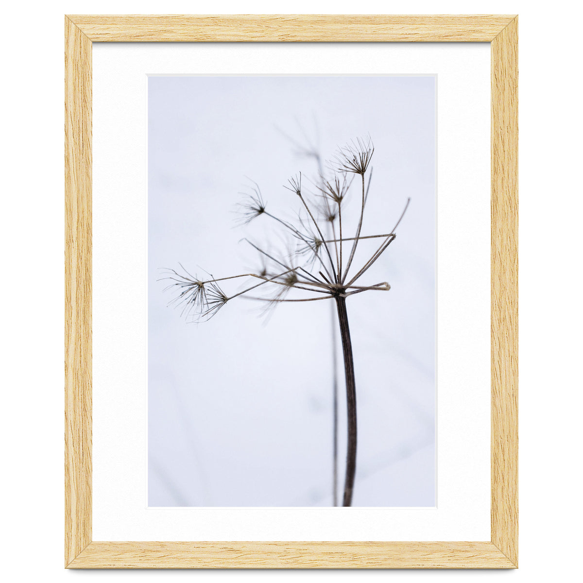 Wildflower in Winter