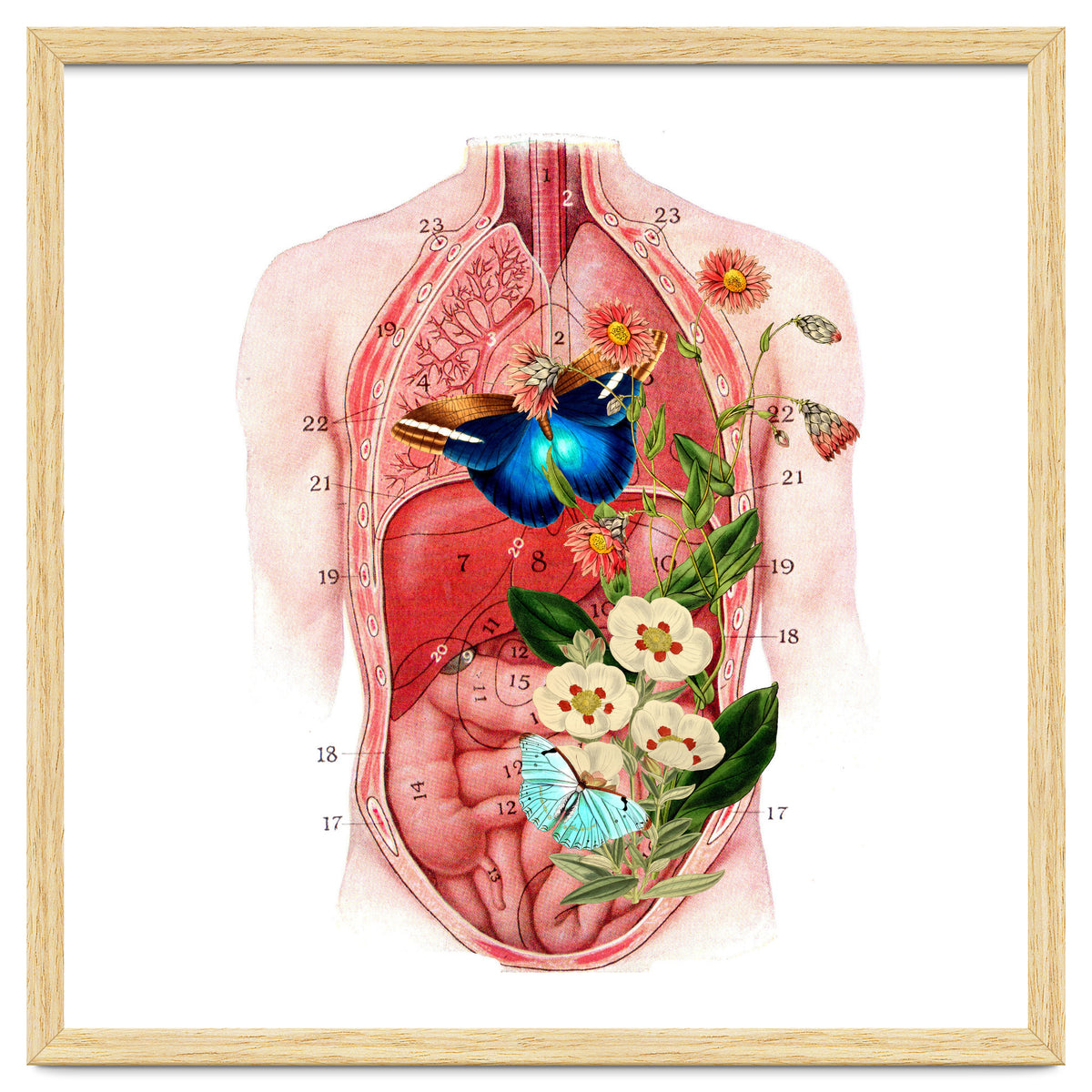 Butterflys In The Belly Makes Flower Grows