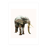Elephant Transformation (Print Only) thumbnail