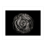 Backyard Flowers In Black And White 72 (Print Only) thumbnail