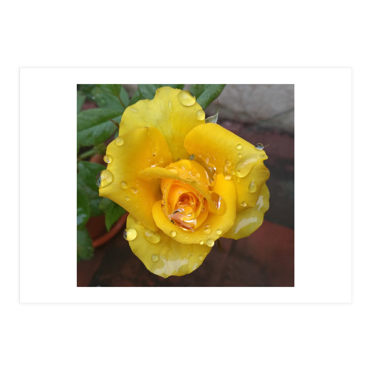 Yellow Rose with Dew Drops (Print Only)