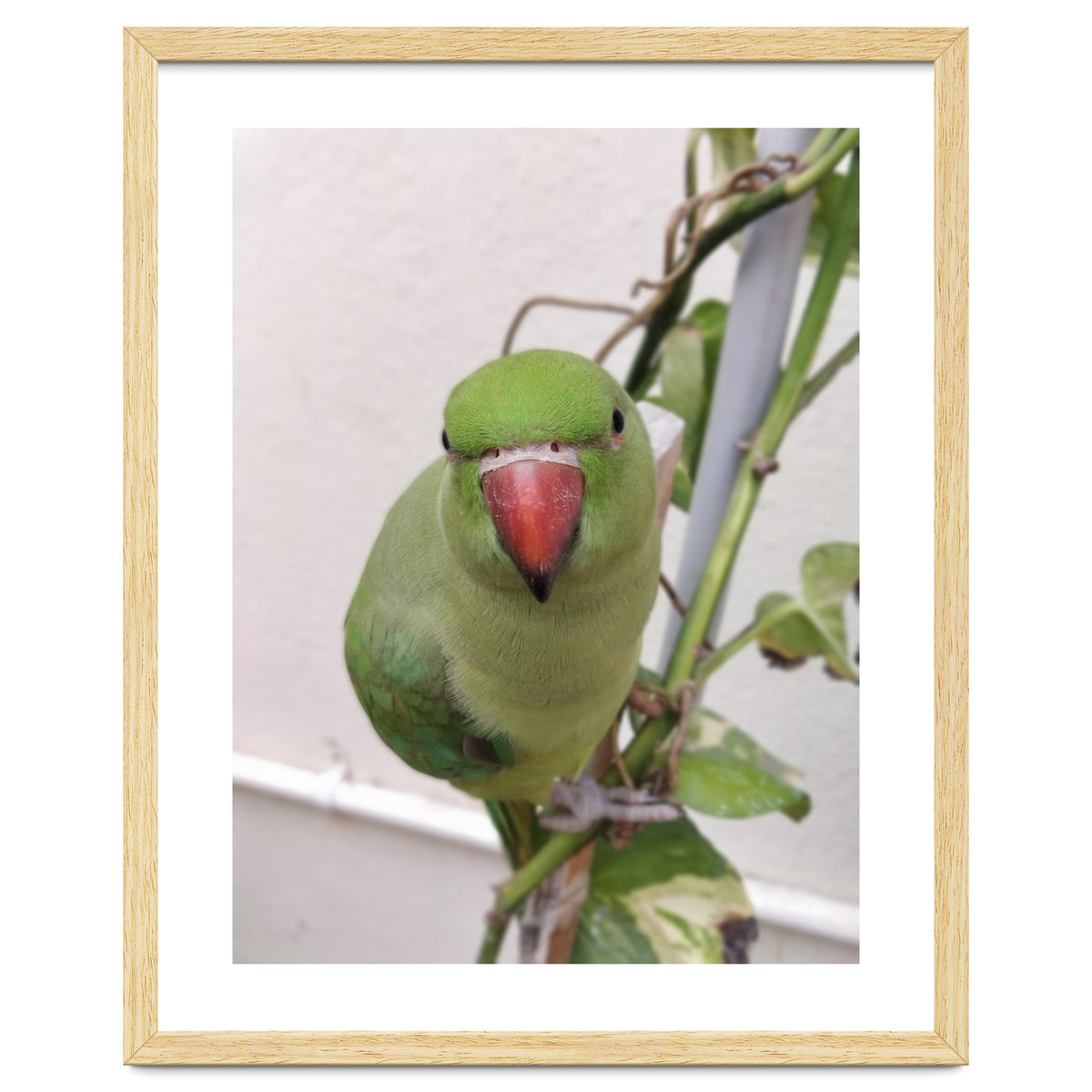 Attractive Indian Parrot