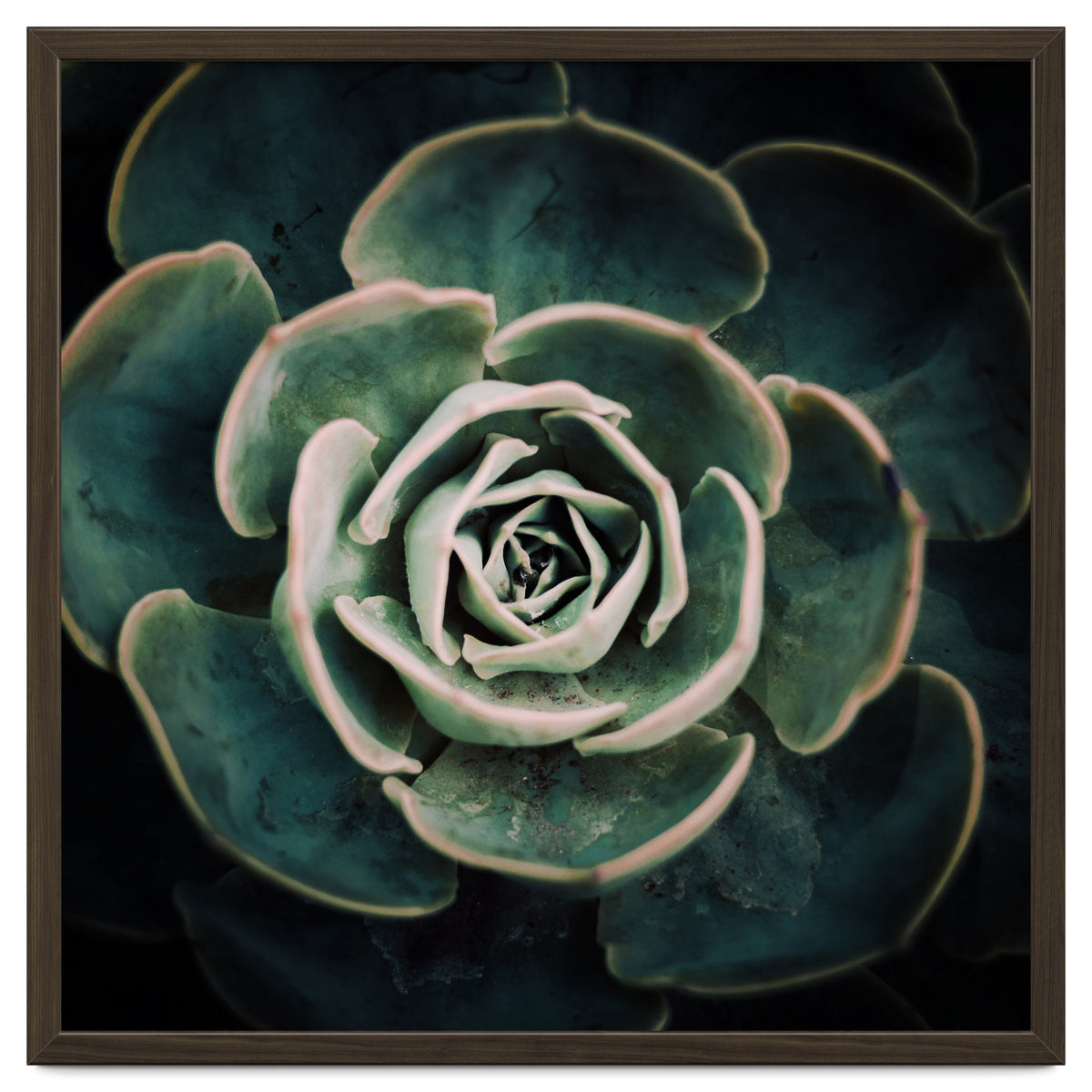 DARKSIDE OF SUCCULENTS IV-A