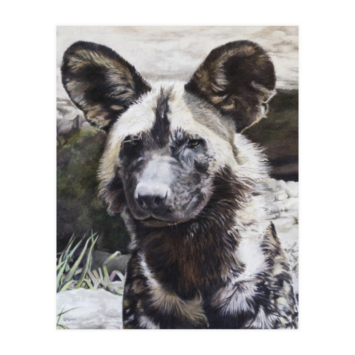 African Painted Dog II (Print Only)