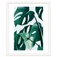 Monstera