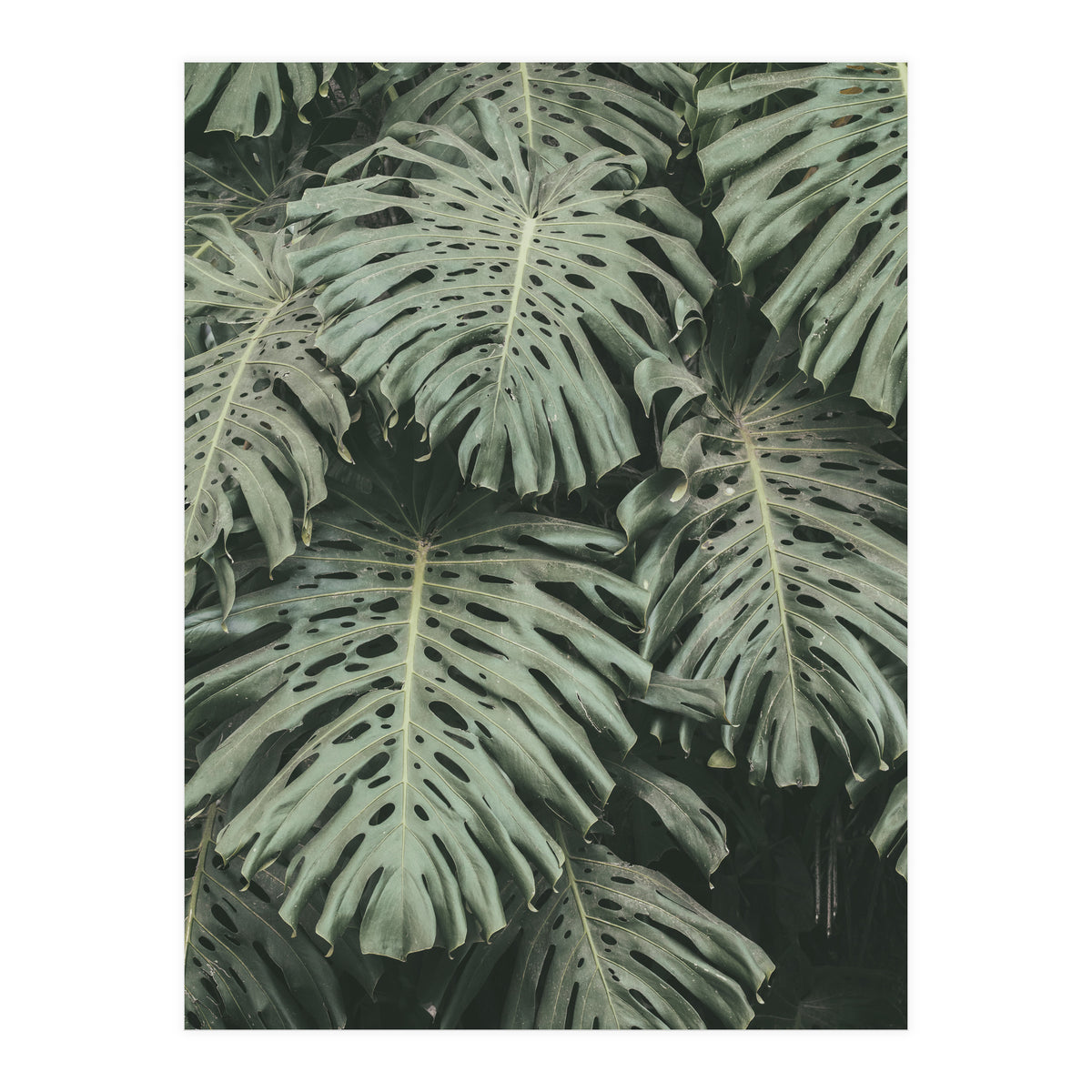 MONSTERA LEAVES (Print Only)
