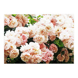 Roses (Print Only) thumbnail