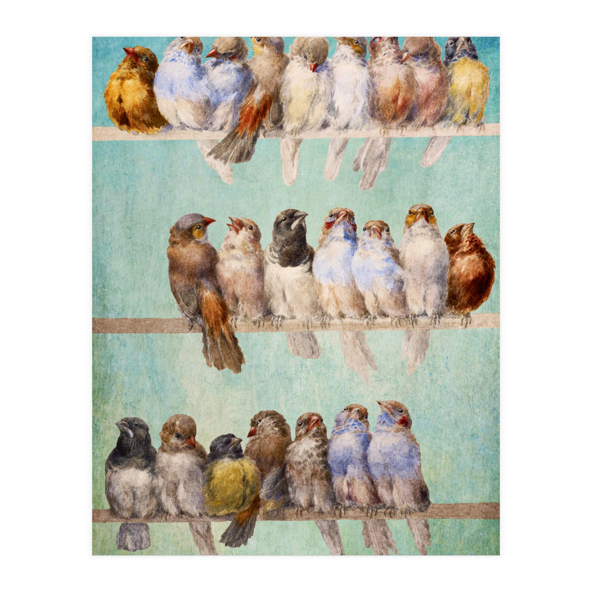 Birds Birds Birds (Print Only)