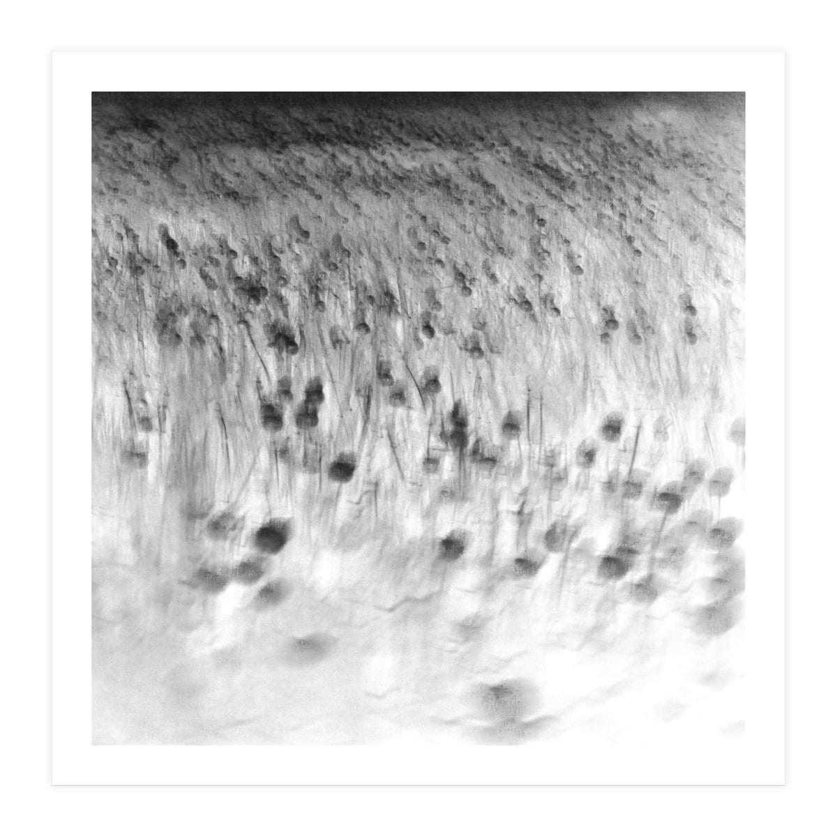 forgotten meadows (Print Only)