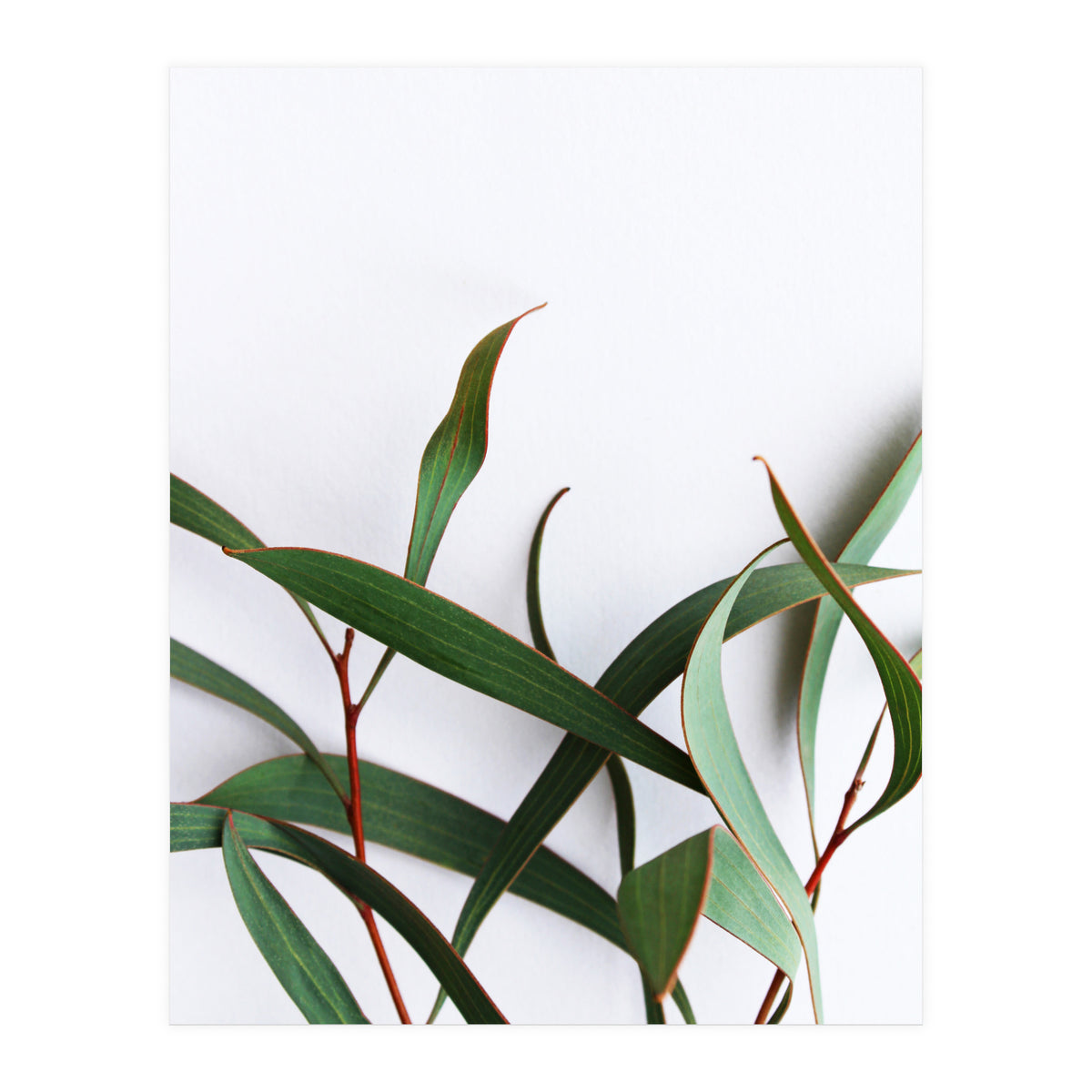 Green Eucalyptus leaves (Print Only)