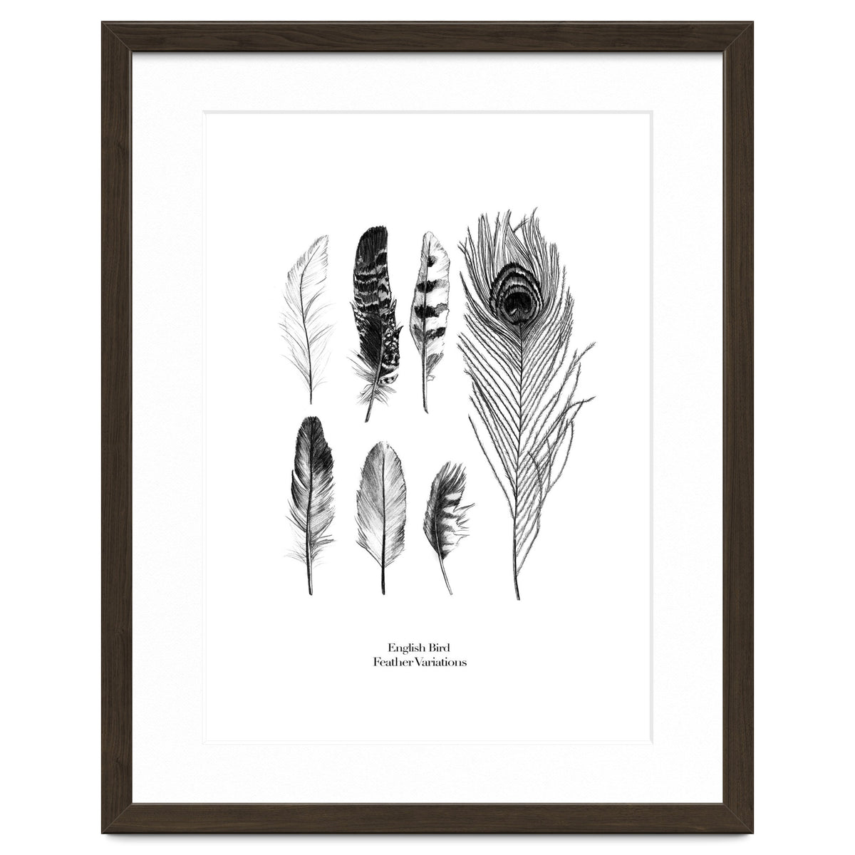 English Feather Variations