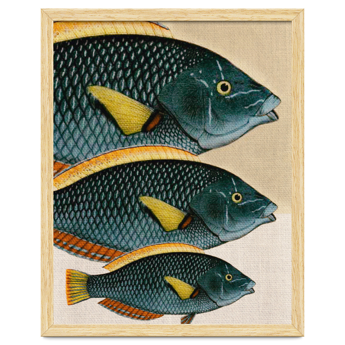 Fish Classic Designs 10