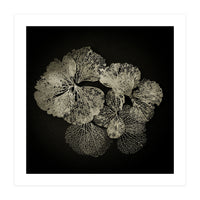 Hydrangea Petals  (Print Only)
